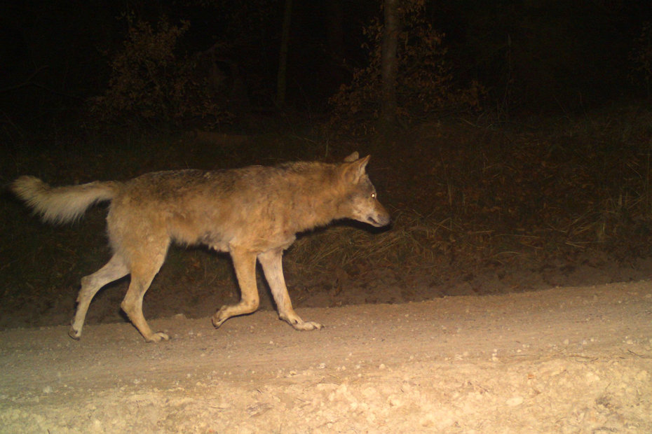 Ein Wolf wurde westlich von Schemmern fotografiert.