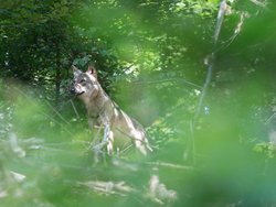Wolf-4.JPG