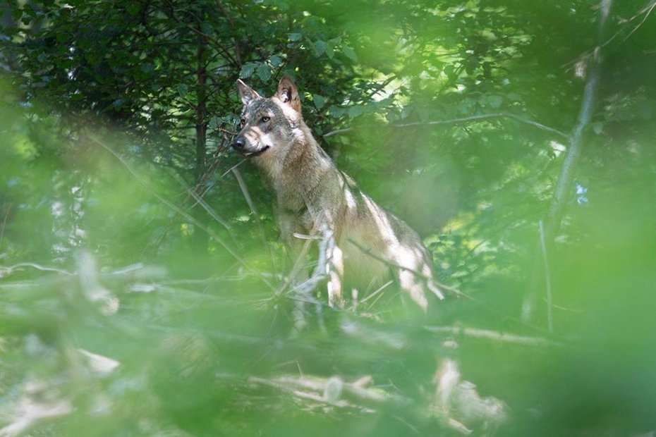 Wolf im Wald