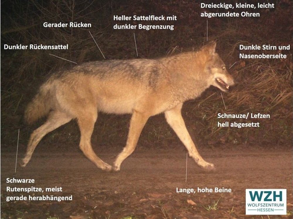 Merkmale_Wolf_WZH.jpg