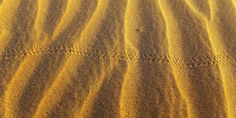 Dünensand einer arabischen Wüste. Auch in Hessen gab es im Rheintal Dünensand als eiszeitlicher Flugsand. Diese Dünen sind heute mit überwiegend mit Vegetation bedeckt, in ihrer Form aber noch erkennbar, z.B. bei Kelsterbach 