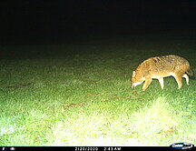 Goldschakal Goldschakal