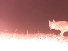 Vorderer Teil eines Wolfs (nachts)