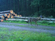 Wolfsaufnahme im Wald