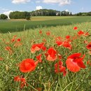 Blühender Mohn im Rapsacker