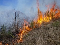 Kontrolliertes_Brennen_einer_verbrachten_Heide_Autorin_Leyer_702x527.jpg