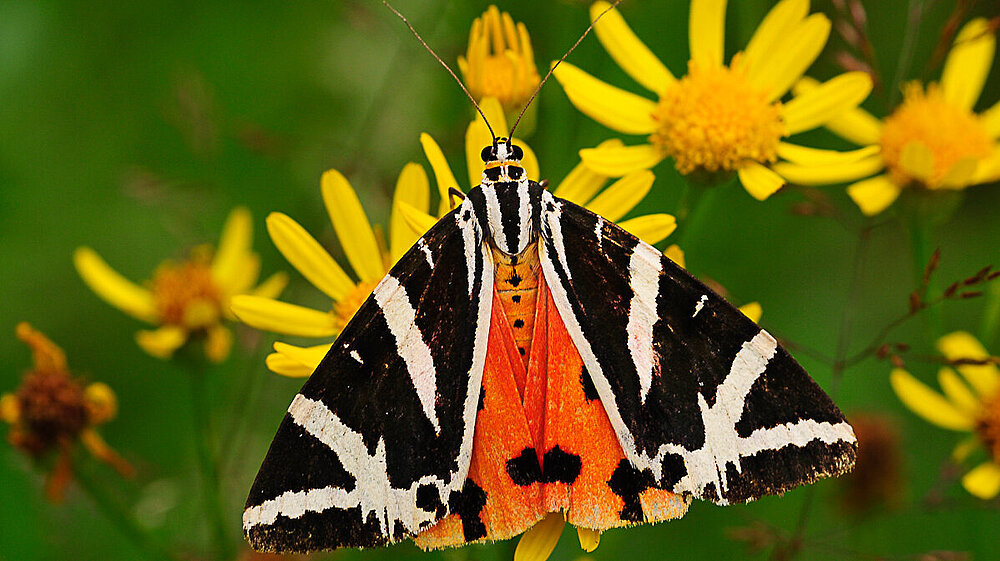 Spanische Flagge (Euplagia quadripunctaria)