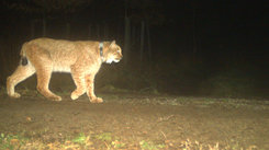 Luchsaufnahme einer Wildtierkamera