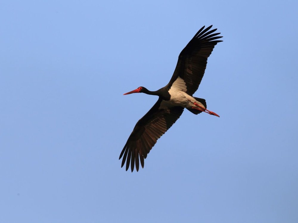 Schwarzstorch im Flug vor blauem Himmel.