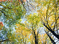 Baumkronen im Herbst