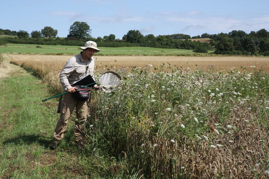 Insektenmonitoring