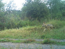 Wolf läuft im Grünen