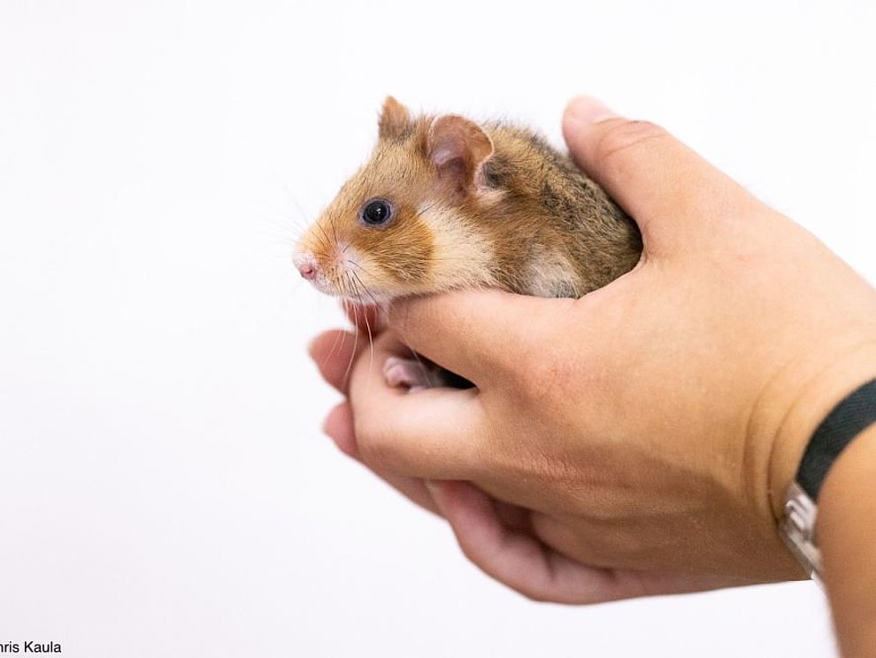 Feldhamster Feldhamster