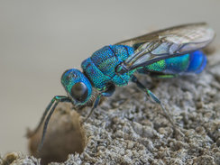 Goldwespe (Chrysis fasciata)