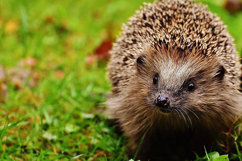 Igel im grünen Gras