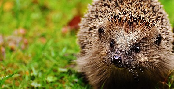 Igel im grünen Gras
