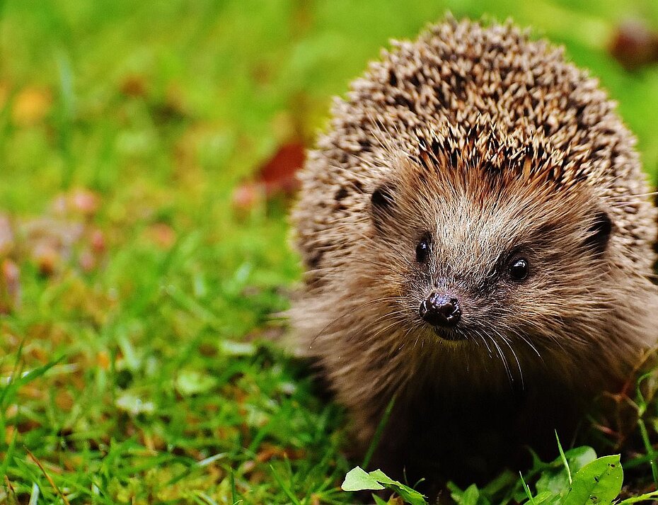 Igel auf grünem Rasen