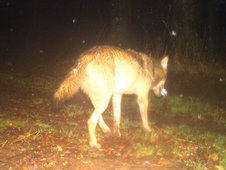 Fotoaufnahme einer Wildtierkamera