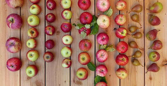 verschiedene Apfel- und Birnensorten auf einem Holzboden