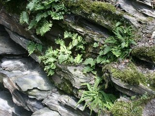 Schiefer-Felsen im Rheingau mit typischen Farnen