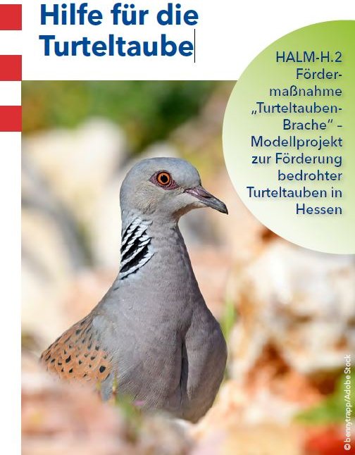 Titelseite des Flyers Hilfe für die Turteltaube
