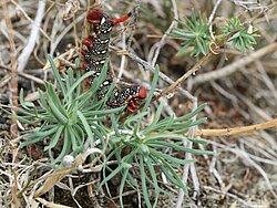 Raupe des Wolfsmilch-Schwärmers (Hyles euphorbiae) an Zypressen-Wolfsmilch