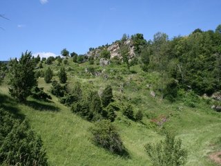 Wacholderheide im Naturschutzgebiet Kripp- und Hielöcher im Meißnervorland