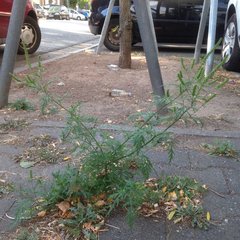 Foto, das eine Beifuß-Ambrosie zeigt, die im Straßenraum wächst.