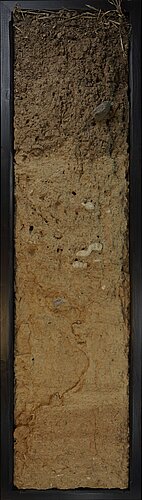 Pararendzina aus Löss, Albacher Hof, Lich / Hessen