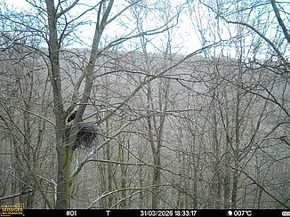 Horst vom Schwarzstorch