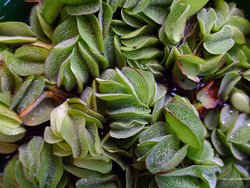 IUW_Salvinia_auriculata_Pflanzen_Moeller.jpg