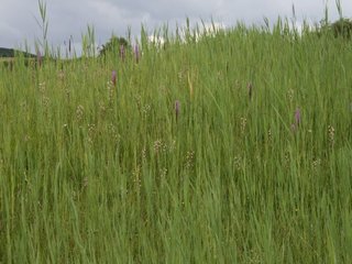 Kalk-Niedermoor mit Sumpf-Ständelwurz am Landecker Berg (Kuppenrhön)