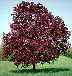Foto eines Spitzahorns "Royal Red"