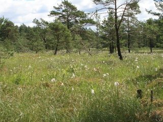 Übergangsmoor im Burgwald