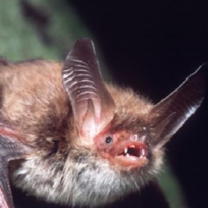 Bechsteinfledermaus.JPG