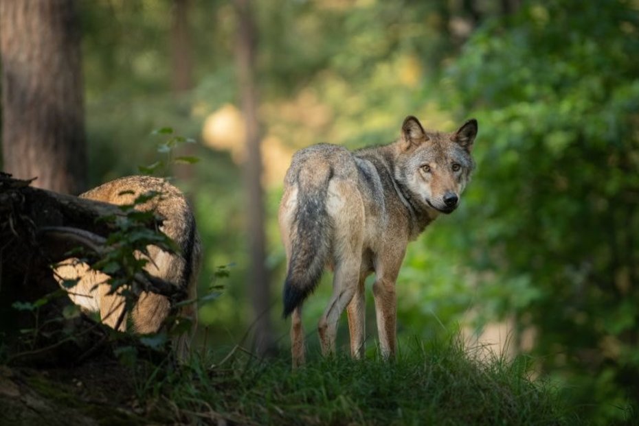 Wolfsbild