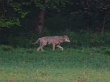 Wolf am Waldrand