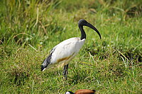 Fotolia_Heil_Ibis_Axel_Gutjahr.jpg