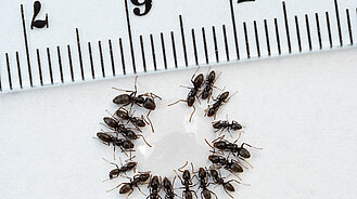 Tapinoma Magnum an Zuckertropfen Tapinoma_an_Zuckertropfen_Massstab_c_A-Hoecherl_SMNS.jpg