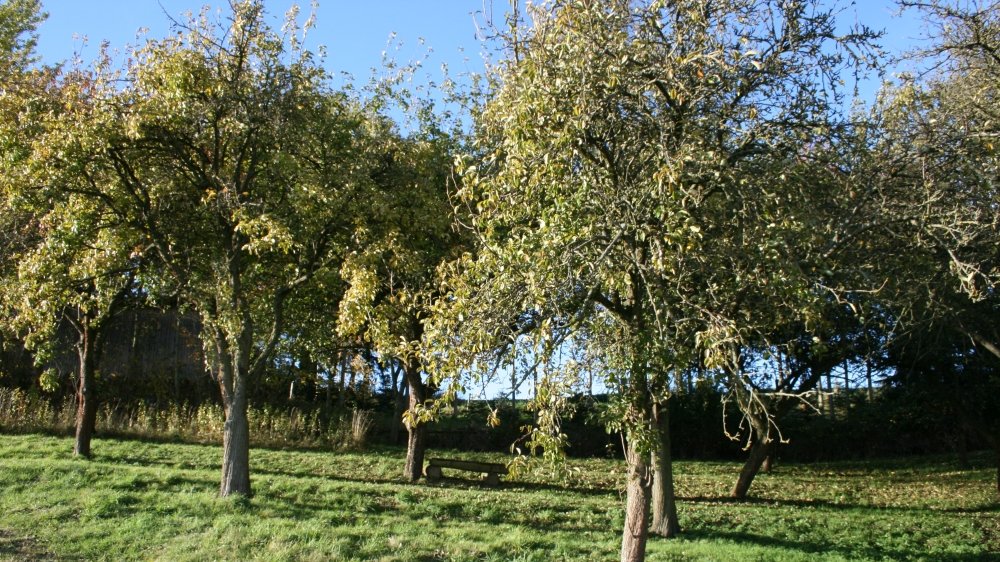 Streuobstwiese mit alten Obstbäumen
