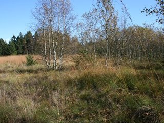 Hochmoor im Hohen Vogelsberg