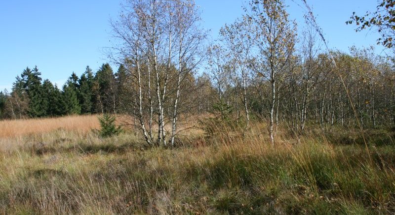 Hochmoor im Hohen Vogelsberg