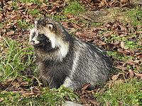 Fotolia_Marderhund_KS-Wildlife.jpg