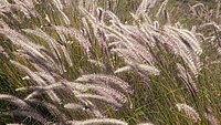Afri_Lampenputzergras_AdobeStock_241561079_Tamara_Kulikova.jpg