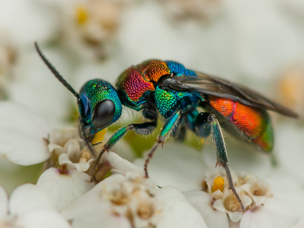 Goldwespe (Hedychrum niemelai) Goldwespe (Hedychrum niemelai)