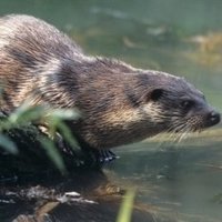 fischotter_hansglader_pl_300x235.jpg