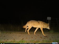 Wolf auf Weg im Dunkeln