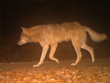 Wolfsfoto von einer Wildtierkamera