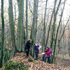 Kartierung von Wald-Lebensräumen mit Felsen