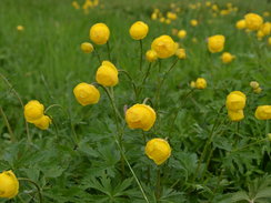 Trollblume (Trollius europaeus) 